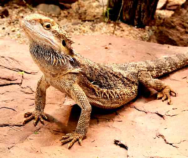 vivarium-for-bearded-dragon-temperature.jpg