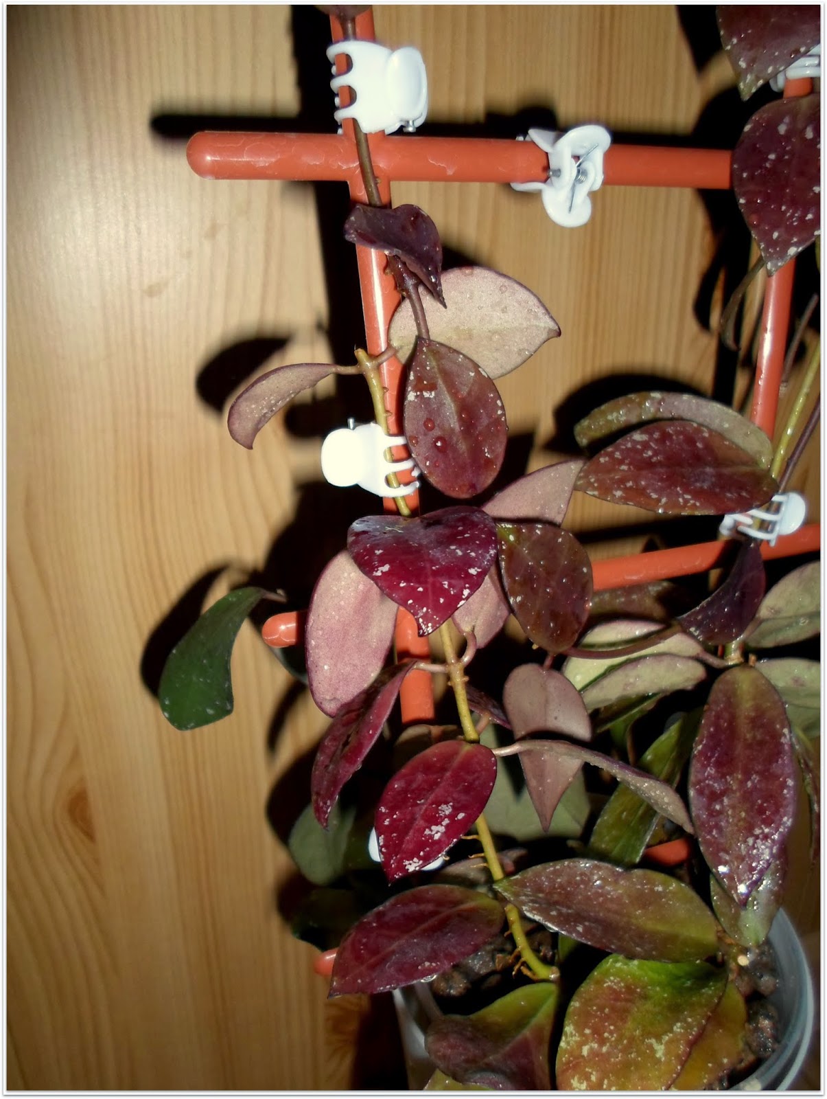 Хойя walliniana variegata