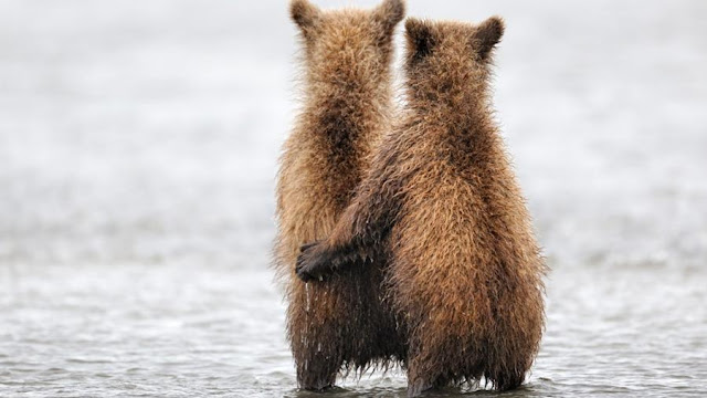 bear cubs together