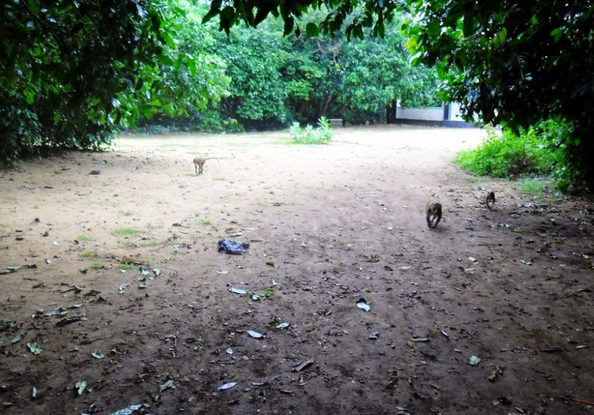 Wisata Hutan Kera Nepa dan Pantai Nepa | Desa Nepa