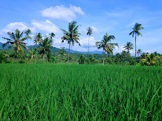 natural green landscape of the paddy fields