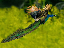 peacock flying wallpapers birds peacocks fly bird flight amazing peafowl 1600