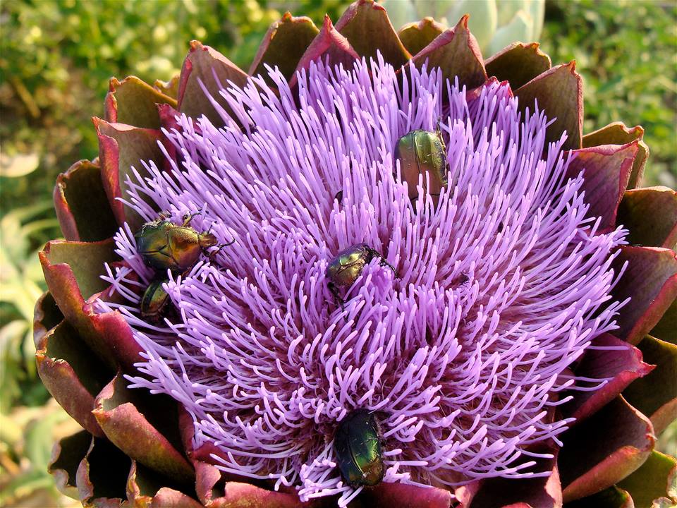 Flower Homes Special Flowers..