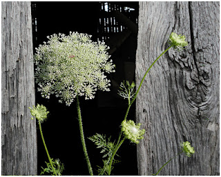 composition photo for The Queen