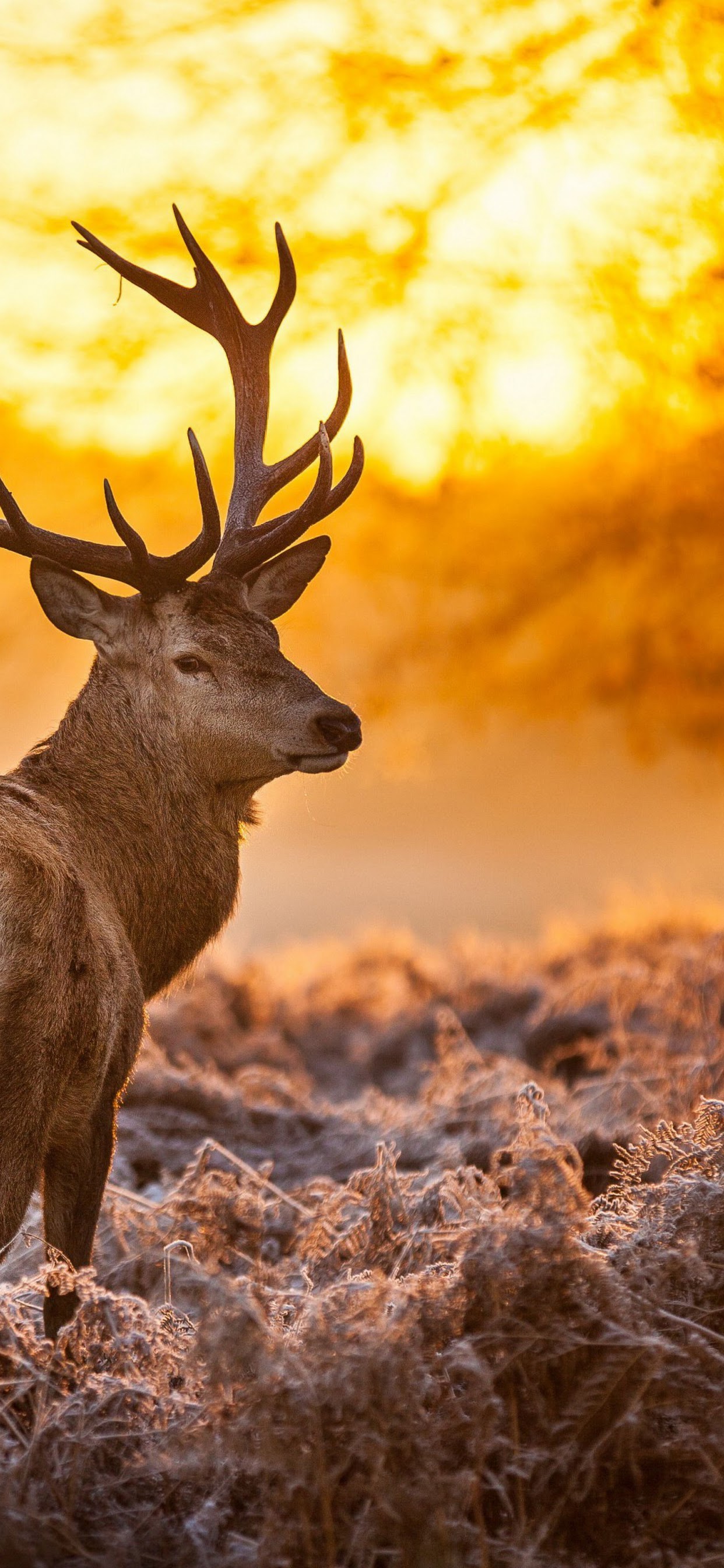 Deer Sunlight 4k 3840x2160 Wallpaper 43