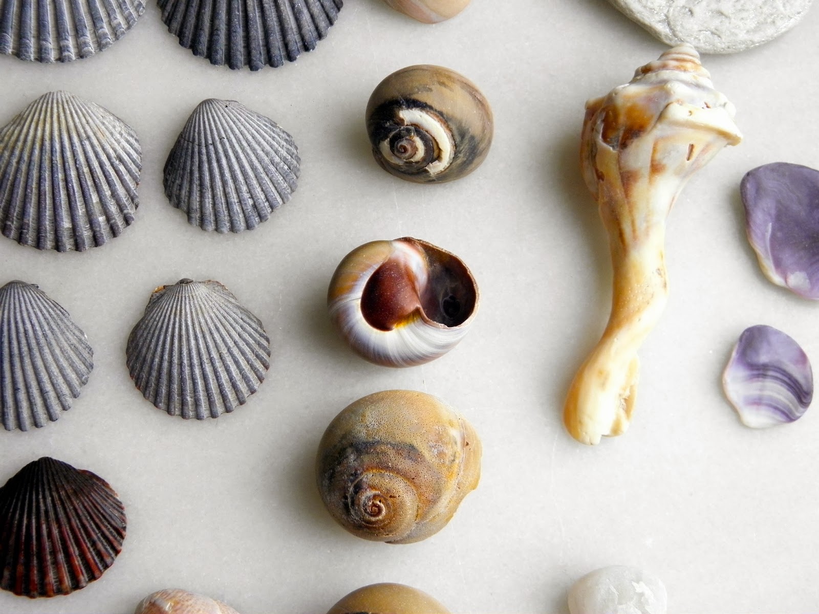 Collecting Seashells