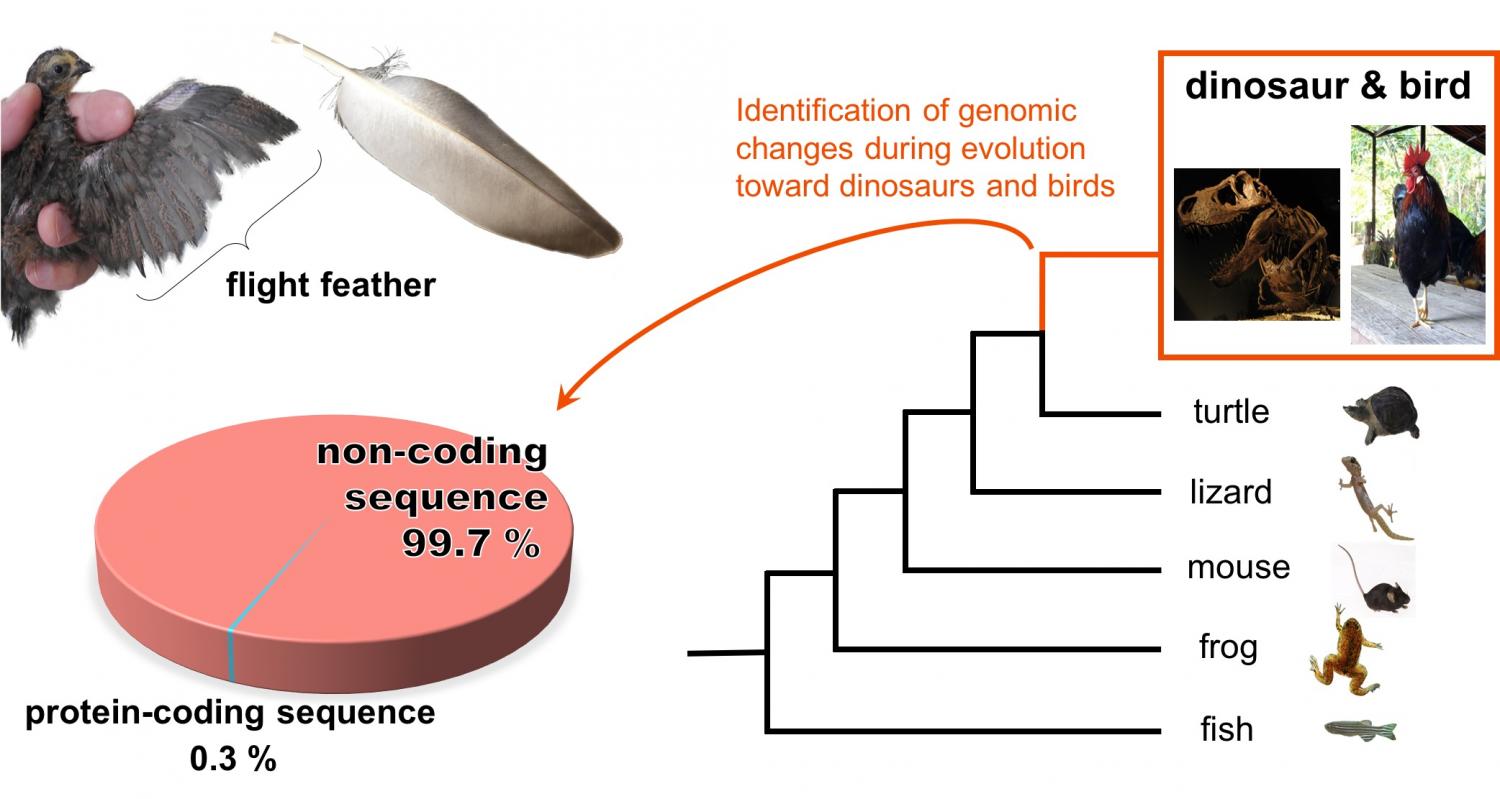 evidence that birds evolved from dinosaurs