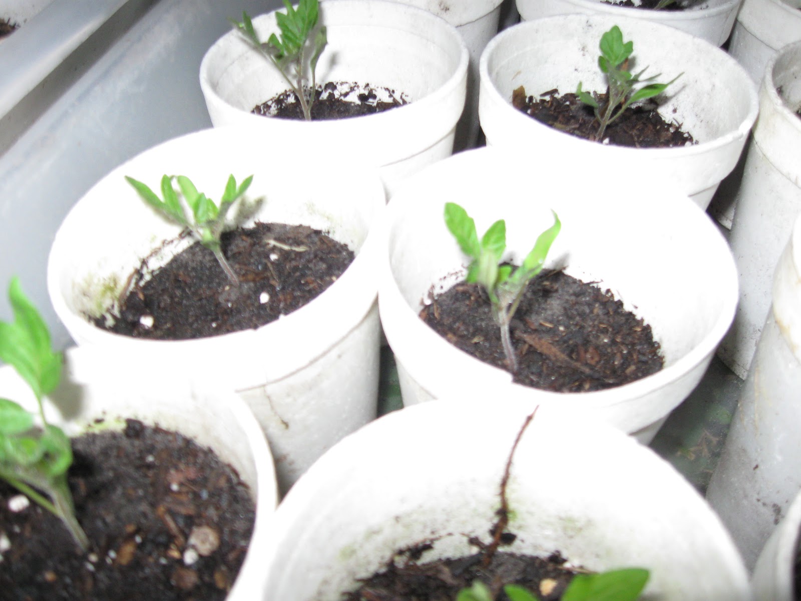 Growing Food in Florida What can we plant in February in Florida