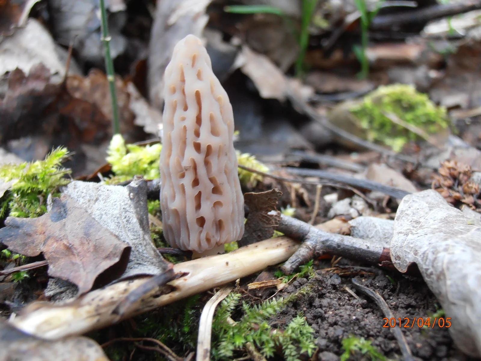 Nouvelle pousse de morilles ! - Terra Morchellarum