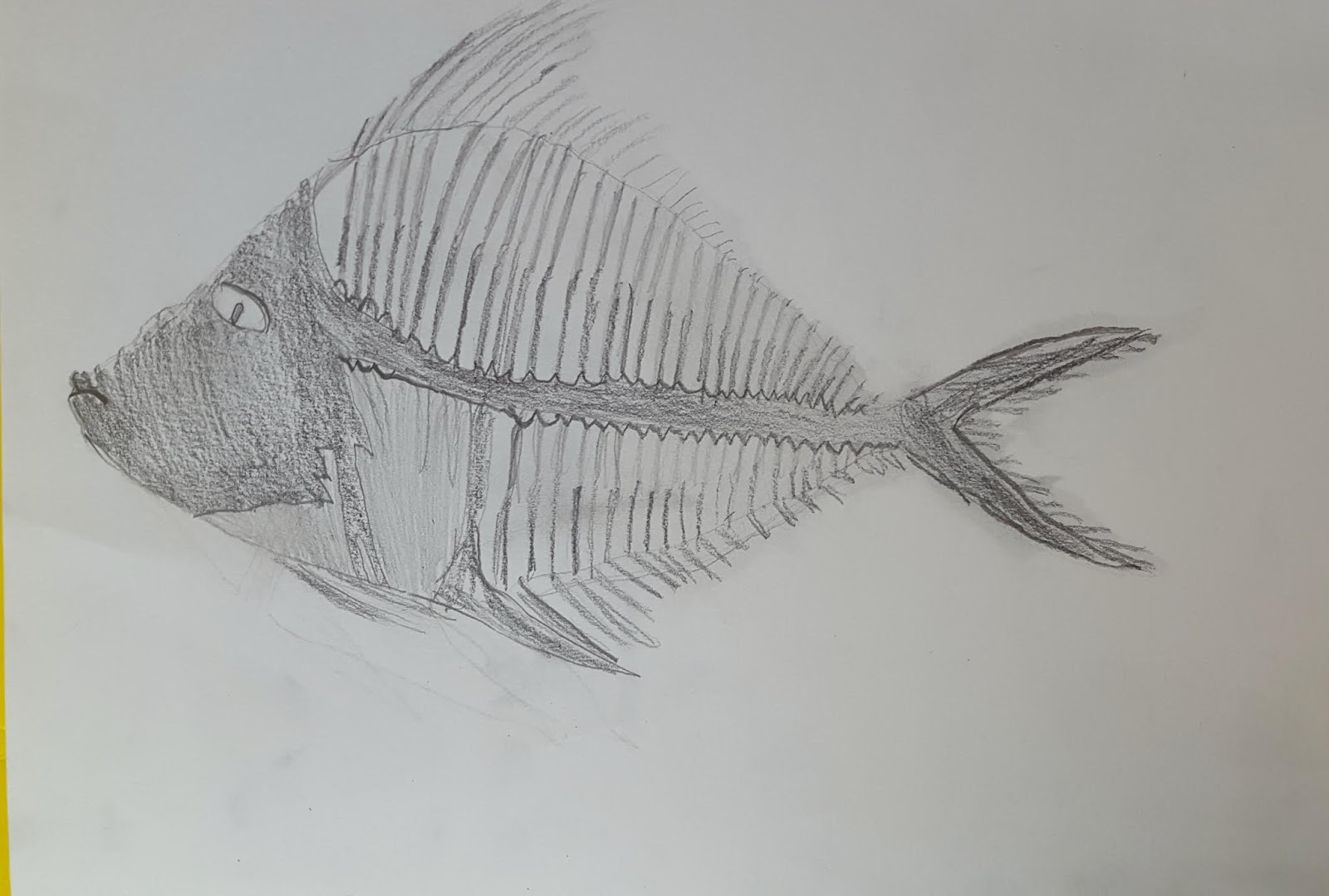 Fish Fossil Drawing