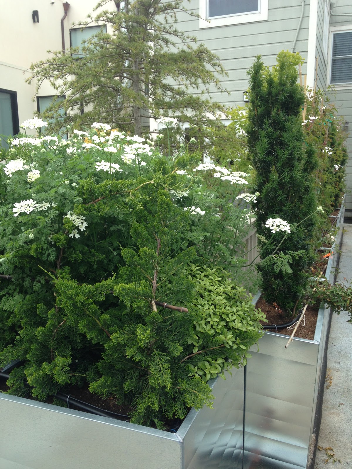 Mug Mike S Urban Garden Kitchen Deck Revival