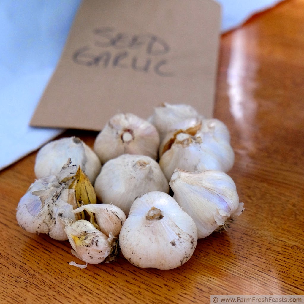 Roasted Garlic and Fennel Focaccia | Farm Fresh Feasts