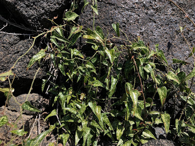 Smilax aspera. Smilax aspera.