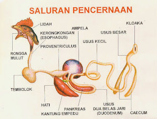 saluran pencernaan ayam atau unggas saluran pencernaan ayam atau unggas