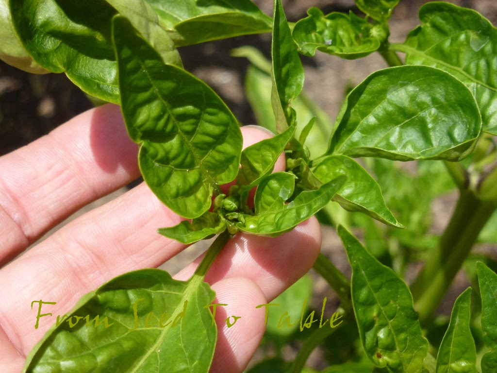 From Seed To Table Pepper and Eggplant Update