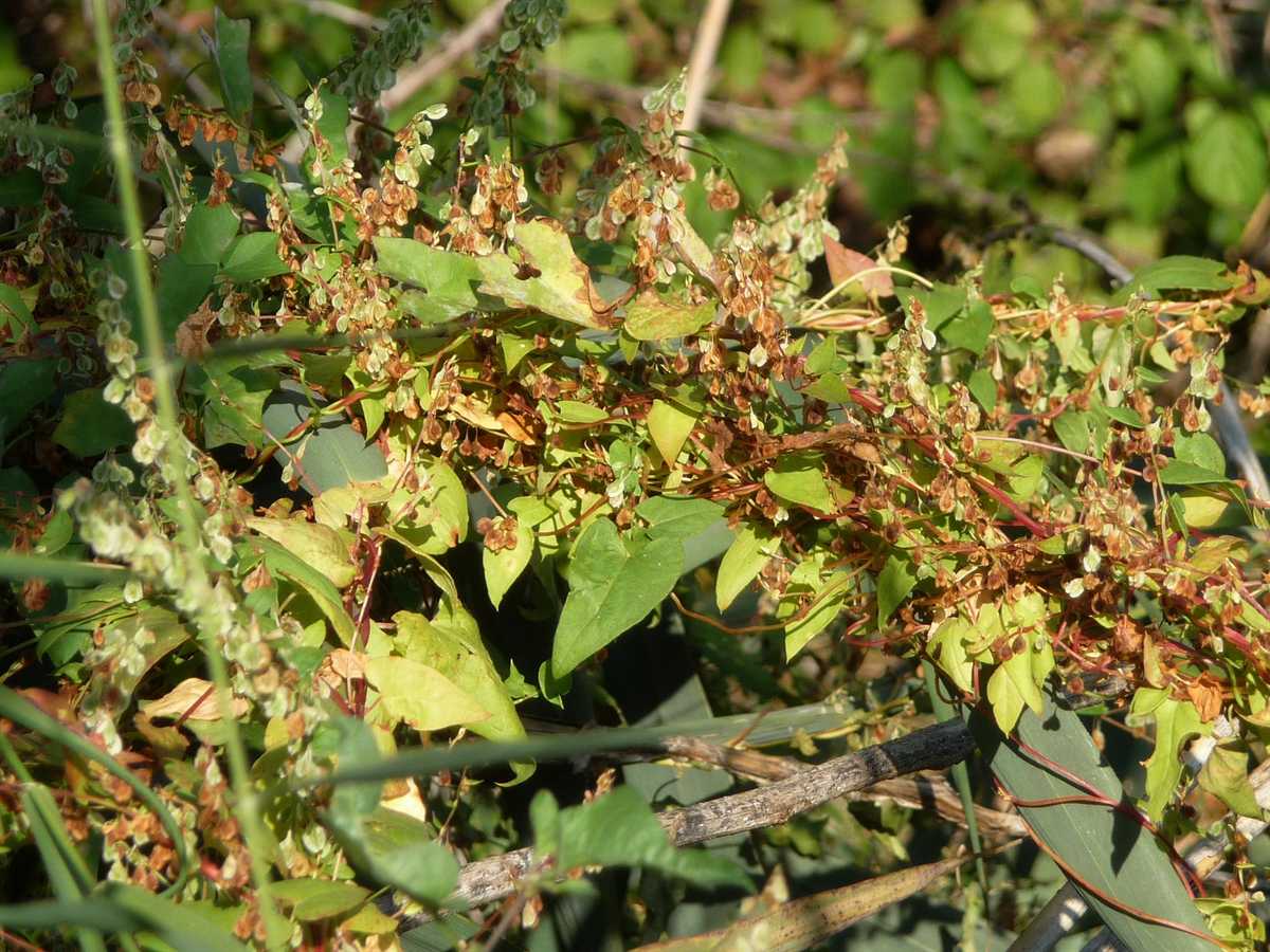 r o b i n 's y a r d: Fallopia convolvulus (Polygonum convolvulus)