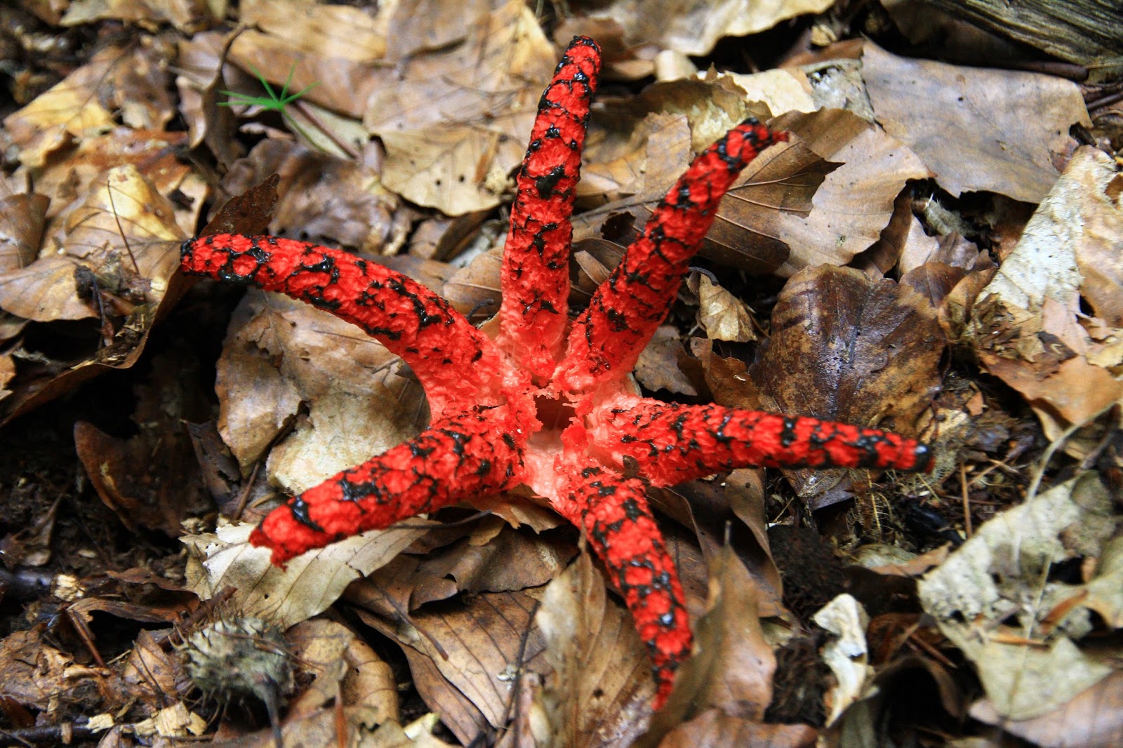 waldläufer Tintenfischpilz / Octopus Mushroom
