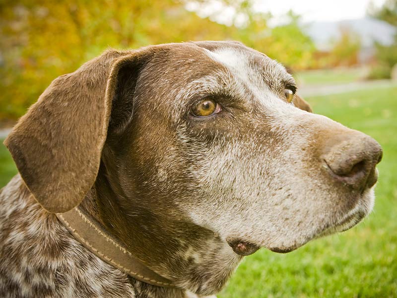 Health Care For Your Older Dogs