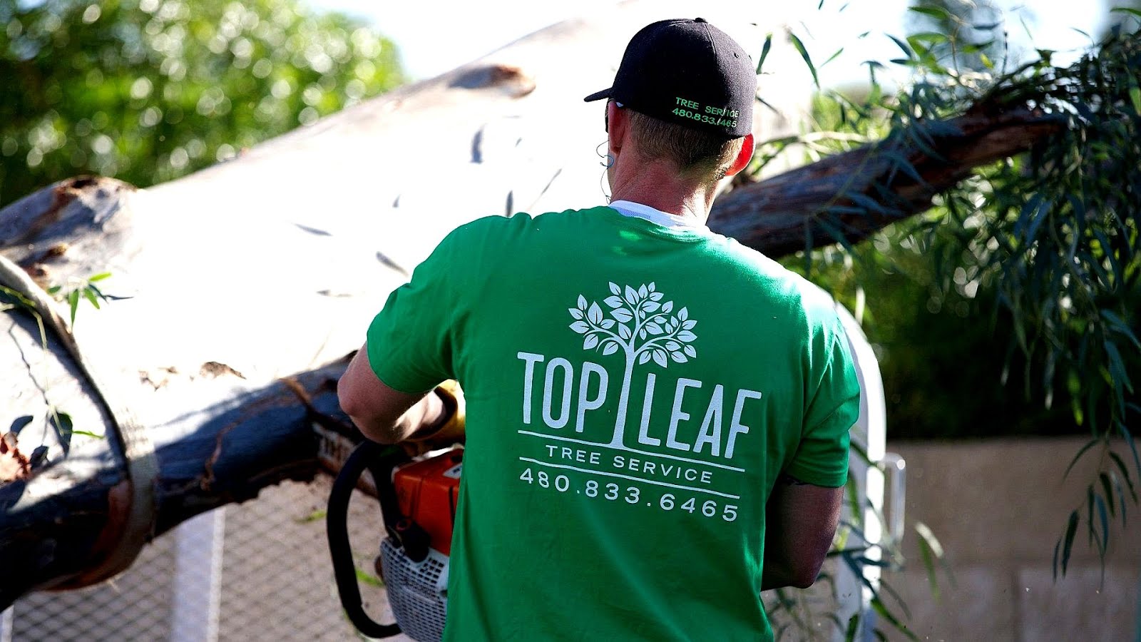 Palm Tree Trimming Mesa Az Tree Choices