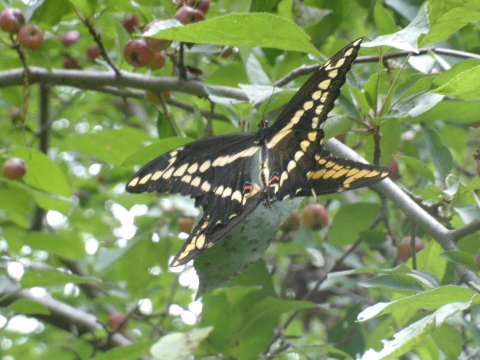 Clegg Garden Today: Giant swallowtail butterfly