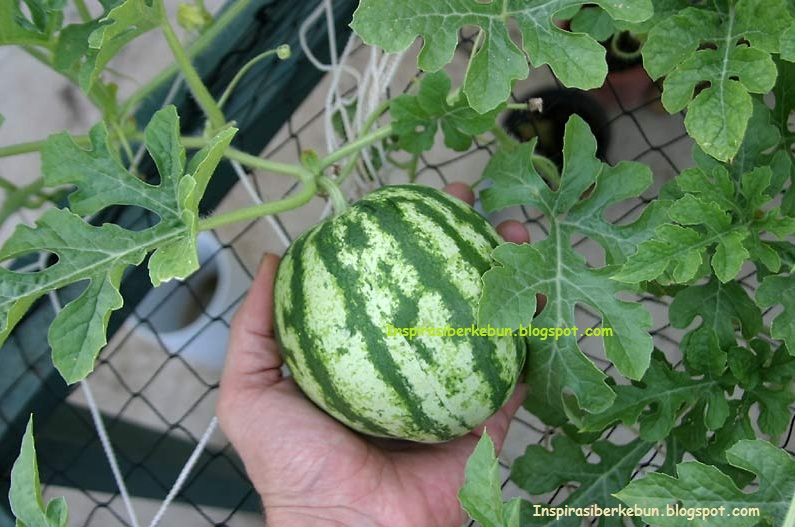 Watermelon Hydroponic Inspirasi Berkebun