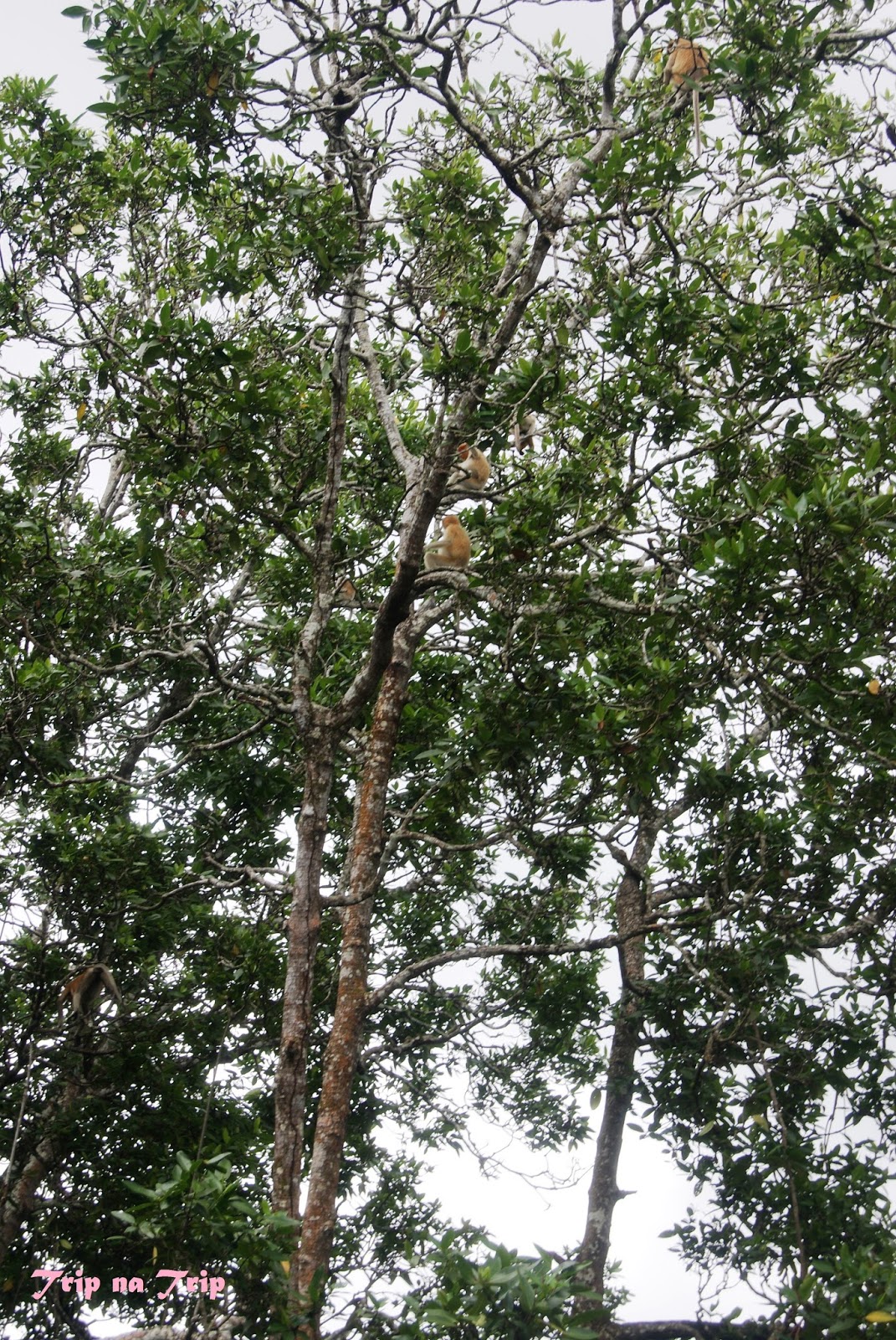 Brunei Darussalam, Full DIY Trip Amazing Preserve Culture and Wildlife