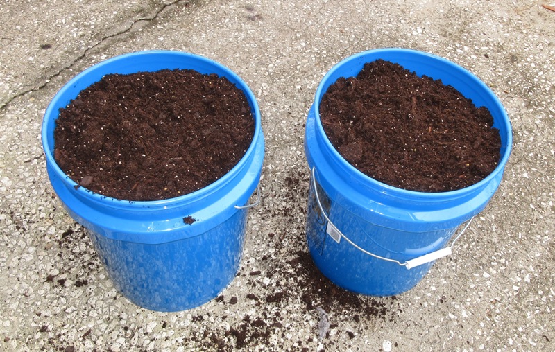 Living Prepared Growing Potatoes NoHilling Method Experiment