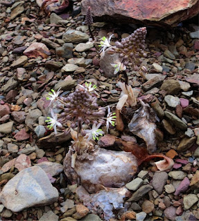 Drimia physodes - Karree Rivier Tanqua Karoo