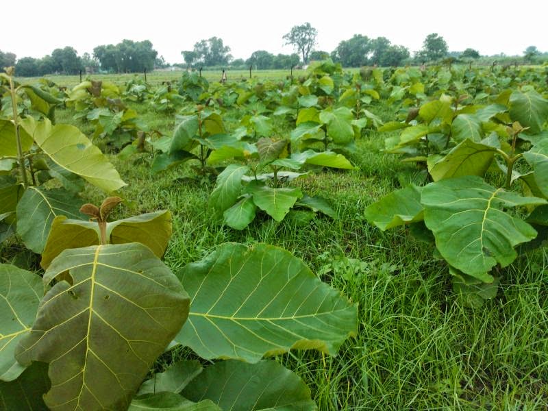 Teak plantation,cultivation Teak,Eucalyptus plants suppliers from india