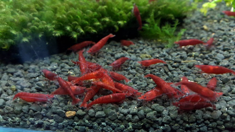 Ternak Udang Hias Paling Mudah Ala Newbie Ternak Ikan Hias