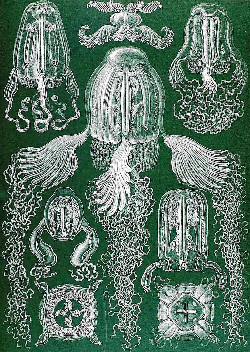 Ernst Haeckel Ernst Haeckel zoological color illustration