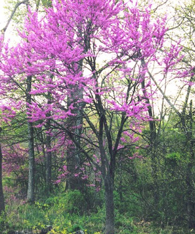 redbud eastern cercis canadensis red plant profile dye roots colored figure used