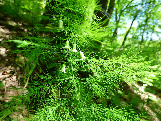 Plante din Muntii Macinului: Umbra iepurelui (Asparagus tenuifolius)