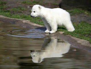 All Funny,Cute,Cool And Amazing Animals: Cute White Bear Images And