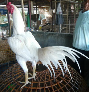 Ayam Bangkok Putih Kinantan Ayam Bangkok Putih Kinantan