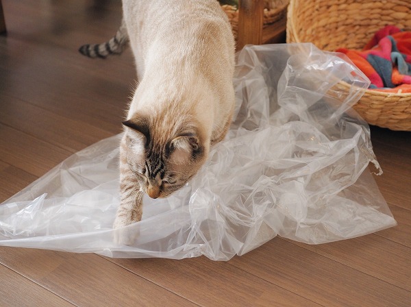 前足でシャカシャカしてる