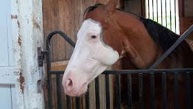 Beautiful Horse in Stall Image Picture Photo for Free.