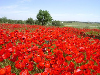 A Wonderful Gift Of Nature ~ Artline : Feel The Creation!