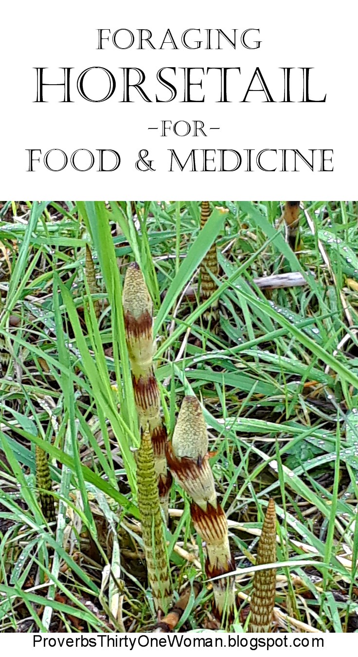 horsetail-for-koi-ponds