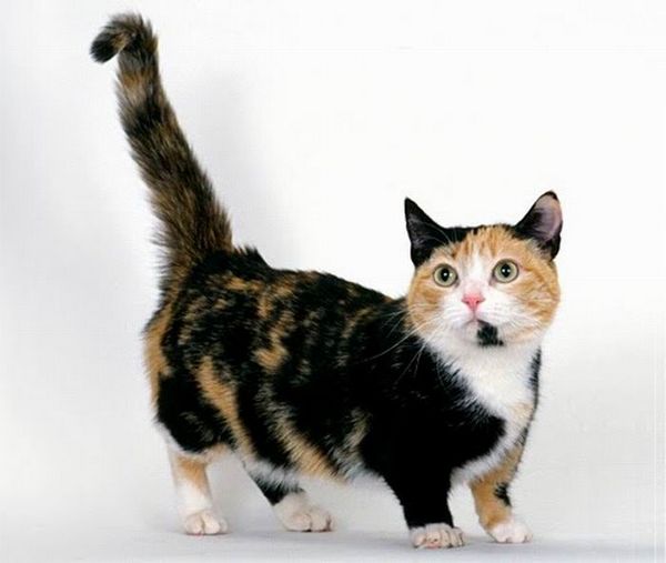 Munchkin Uma raça de Gatos de pernas curtas!