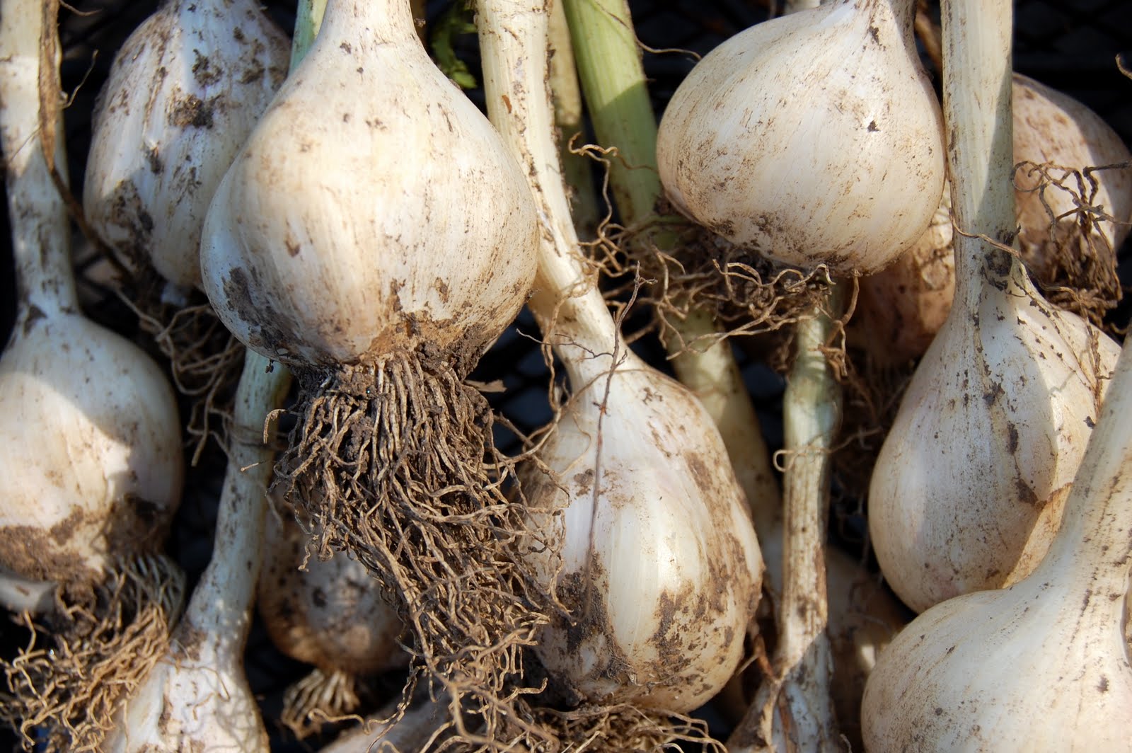 From Seeds To Harvest Early Italian Purple Garlic Harvest, 2011