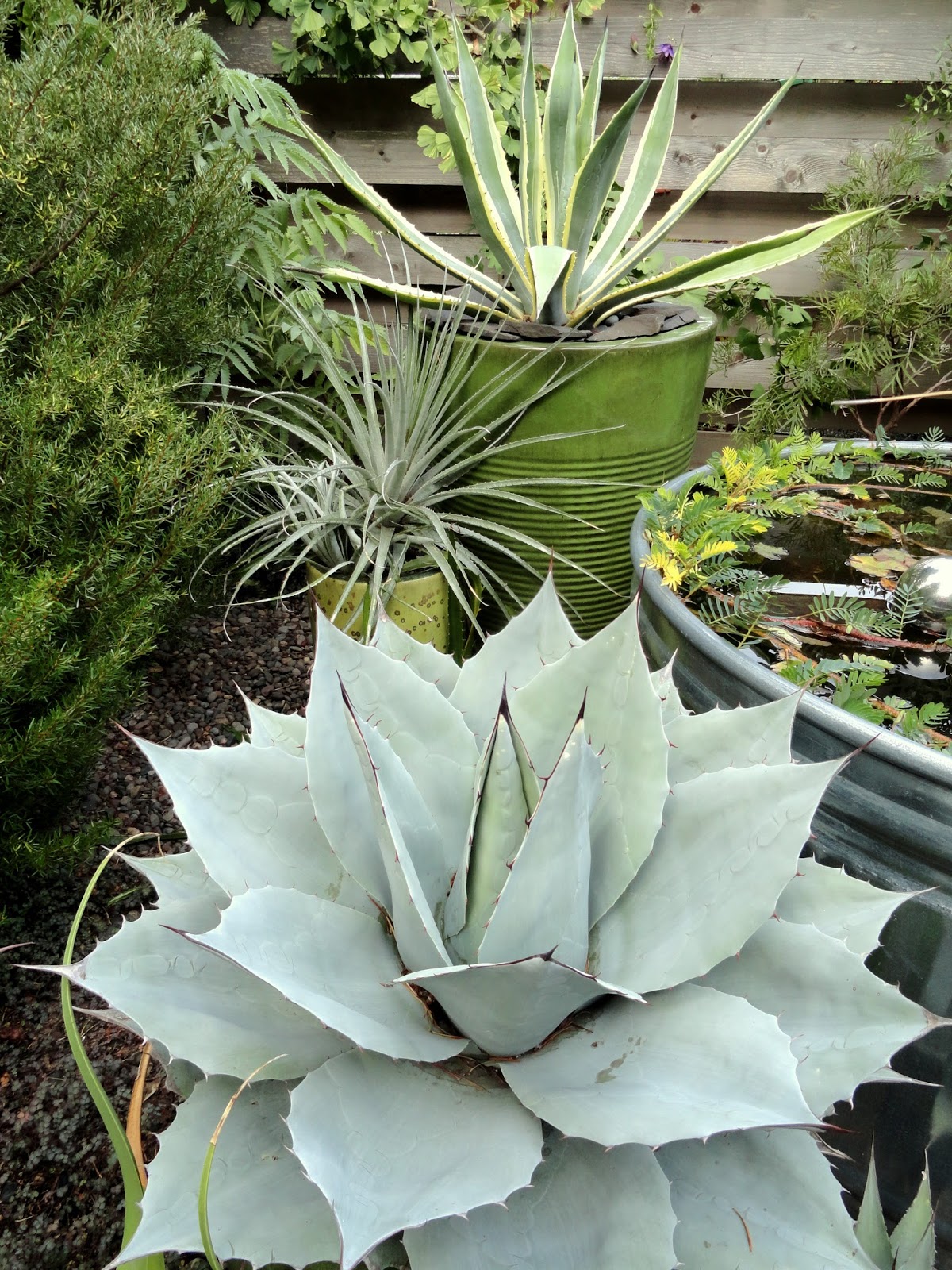 danger garden: My pond-side Agave ovatifolia, a retrospective