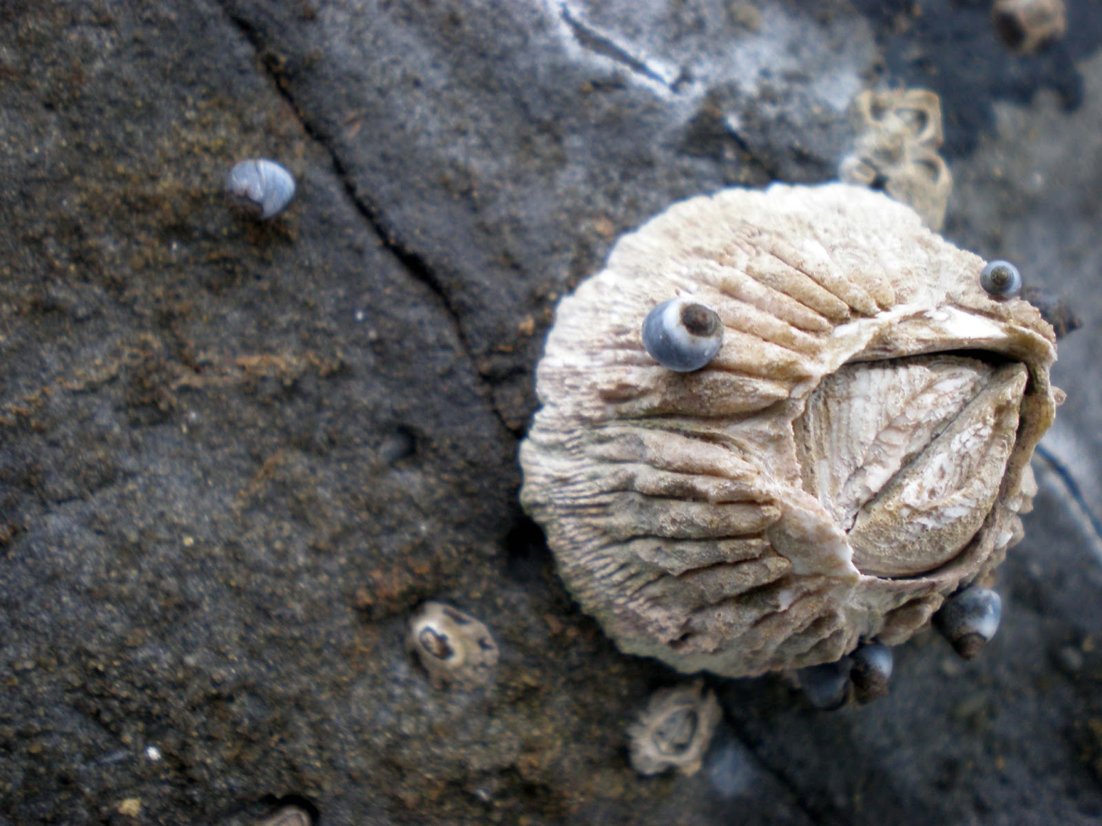 STARDREAMING With Sherry Blue Sky Of Pearls and Barnacles