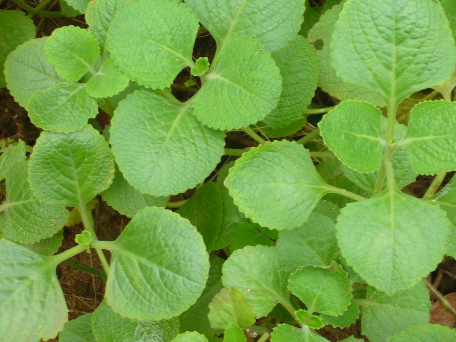 Swami Nirmalananda Giri Maharaj AYURVEDIC MEDICINAL