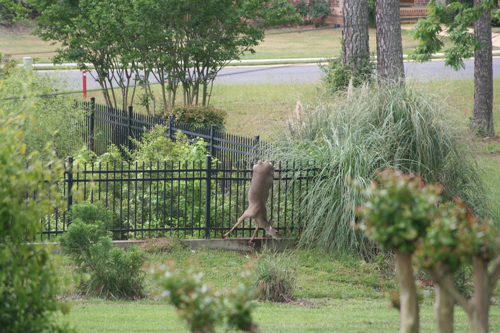 Joni’s Joy Deer Dynasty