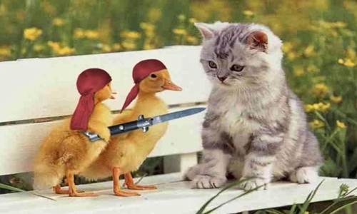Kumpulan Gambar Kucing Lucu Imut Dan Menggemaskan Kumpulan Gambar Kucing Lucu Imut Dan Menggemaskan