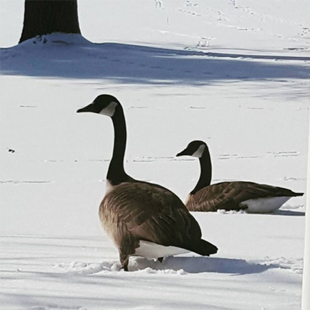 image of geese in our backyard in the snow