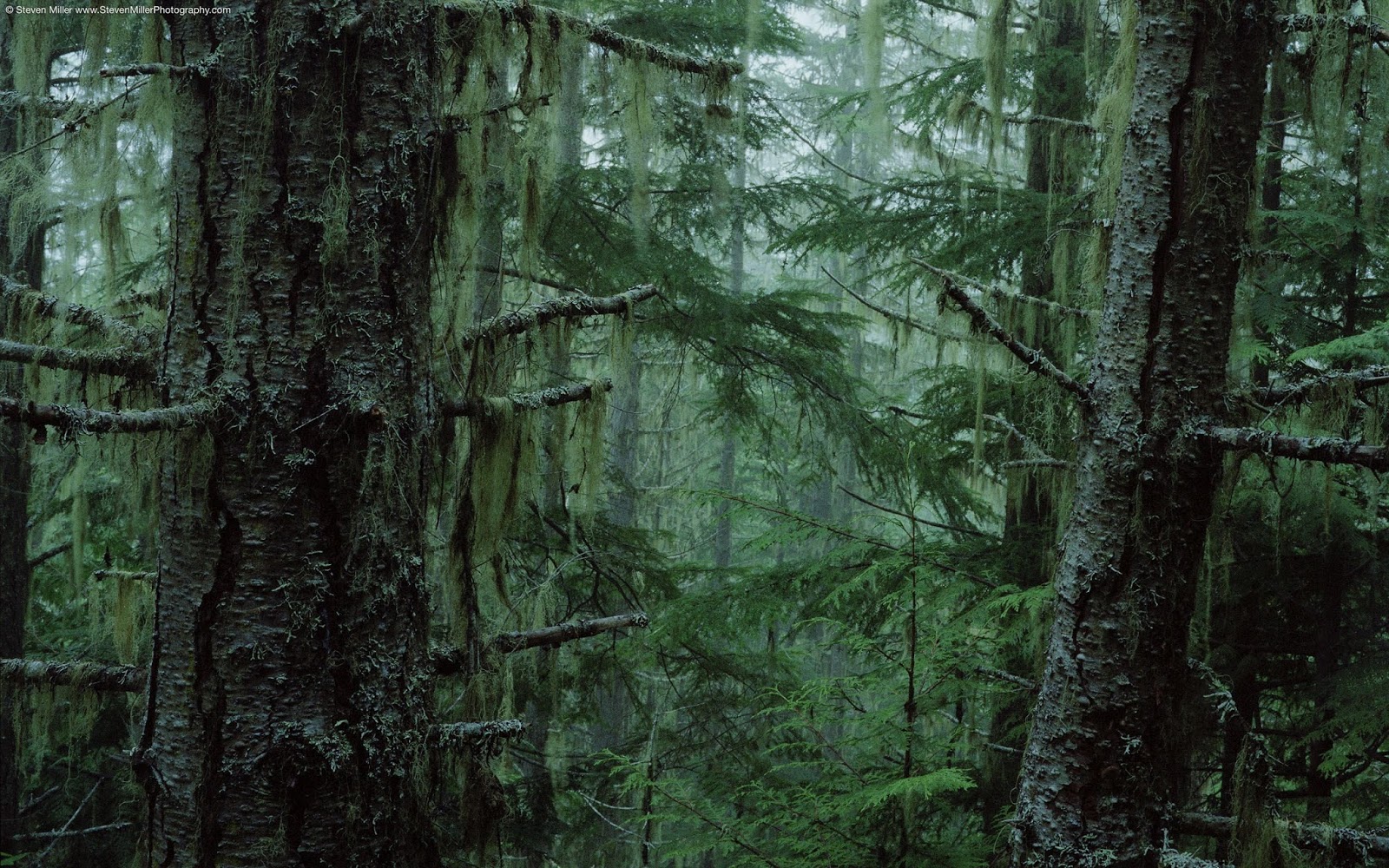 Forest Wallpapers Forest Wallpapers