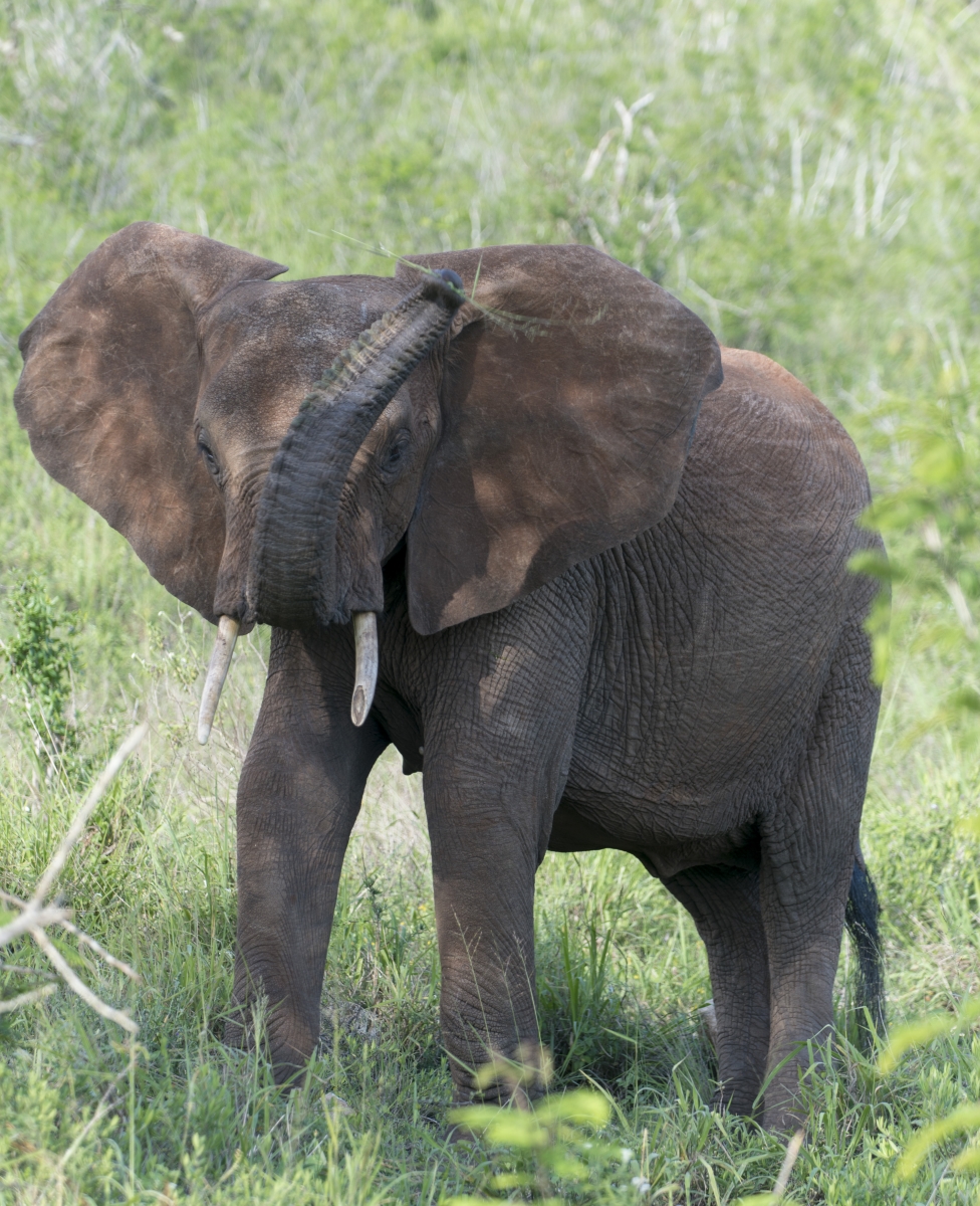 Elefanten, Elephants, kenya, kenia, Lumo, Tsavo, Safari, afrika, africa