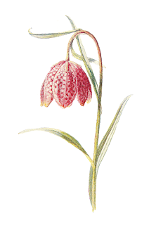 wildflower Fritillary illustration flower botanical image wildflower illustration